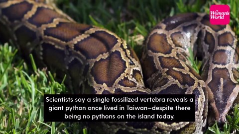 Scientists identify 13-foot python from single fossil found in Taiwan