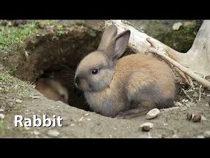 Rabbit Sounds
