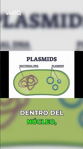 El ADN procariota: ¡Libre y circular en el citoplasma!