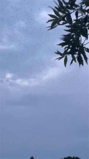 When swarms of swallows begin to descend and dance low over the lodge, you can feel it in the air… 🌧️ There’s an old saying that when the swallows fly low and gather in numbers, great rain is on its way. And here at Markon River Lodge, we’ve learned to pay attention. Nature has its own way of whispering what’s coming next. The sky grows heavy. The air turns electric. The birds swoop and swirl like a living forecast - and just like that, the promise of rain follows. There’s something magical abo