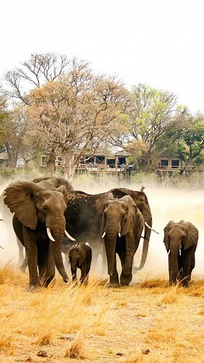 Caprivi... Namibias grüner, tierreicher Streifen 🌿🐘 Hier liegen viele Lodges direkt auf Kommunalgebiet, bewusst so gebaut, dass sie bei Konzessionswechsel auch wieder zurückgebaut werden könnten. Das Modell hat Vorteile für alle: ✨️ Die Gemeinden profitieren direkt vom Tourismus, ✨️ die Lodges verdienen nachhaltig, ✨️ und die Gäste erleben eine der tierreichsten Regionen des Landes, authentisch und naturnah. Die Unterkünfte🛖? Von einfach bis exklusiv, aber alle mit echter Gastfreundschaft, to