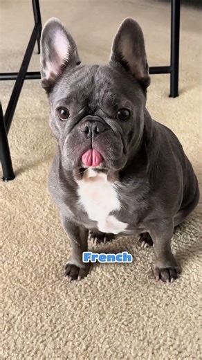 “Top 5 Cutest Dogs in the World 🐶 (Number 1 Will Melt Your Heart!)” #shortvideo #dog #shorts