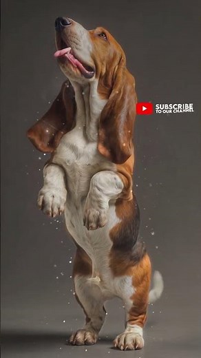 Basset Hound – Slow Graceful Dance