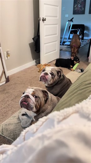 Household Argument: Calm, Command, and Comic Relief