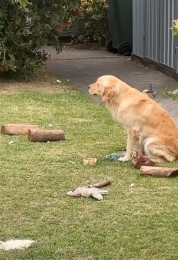 Amusing Morning Moments with Golden Retriever