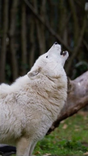 The Chilling Sound of a Wolf Howl 🐺 #shorts #wolf #faunexiawild #wildlife