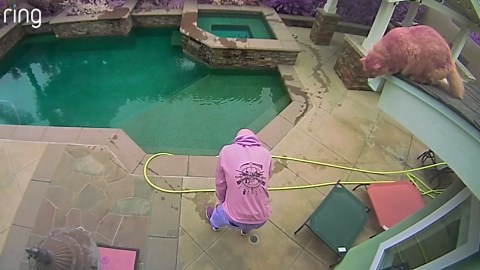 Cat launches himself off roof, Ring camera captures what happened next