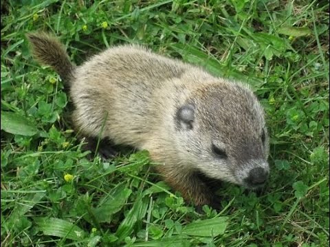 What to do if You Find...A Baby Groundhog!