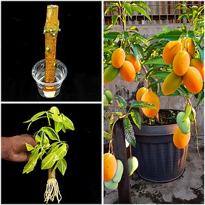 125K views · 1.1K reactions | How to grow mango tree from mango cutting in water (100% Success Root) | Rana Craft | Facebook