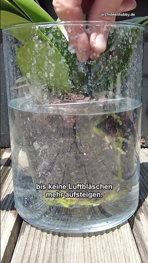 Soaking Orchids: How to Tell When It’s Enough #Shorts