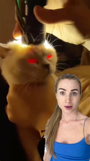 ⛔️Don’t try it with your cat 🐈 #shorts