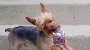 Looking for more ways to get your wild blueberries in? Try this delicious and simple Wild Blueberry & Banana Ice Cream. It’s fun, easy, and everyone will love it - adults, children, and pets! Wild blueberries are the ultimate superfood. They don't just taste fantastic, they're also an incredible support for the immune system, and help to fight viruses, detoxify heavy metals, repair tissues, cleanse the digestive tract, better manage ADHD, and much more. You'll also want these little gems in your