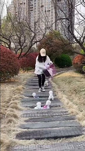 Small Pomeranian, Cute Tiny Happy Pup 🐕✨ #Pomeranian #TinyCutie (1)