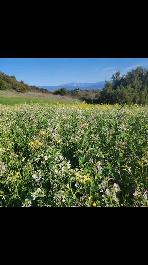 Springtime starting to spring... renewed. #ElRoi #Psalms #Outdoors #Creation #Hiking #Spring #Scripture #Pray #Love #Life #GodIsGood #Jesus #HolySpirit #Truth #Grace #Compassion #Trails #Heart | Shahab Tabatabai