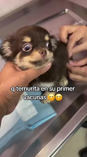 ternurita en su primer vacunas