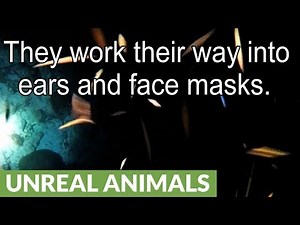 Night scuba divers swarmed by millions of gross, biting bloodworms