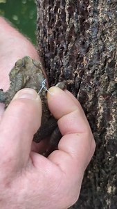 Le crapaud à du venin? 🐸 #inffaune #crocodile #video #reptile #grandrex #paris #aligator #reptile #serpent #animaux #animal #animals #venom #venomous #snake #venomoussnake | Inf-faune