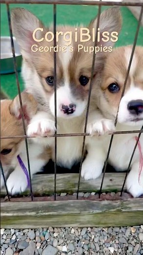 8 Cute baby Corgis with Tails #corgiswithtails #nodocking #puppy