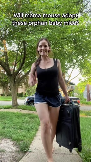 I could and would attempt to hand raise them, but they stand a much better chance at survival being adopted by this mouse