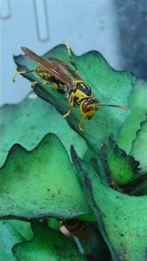 The companions above have been watching it perform