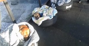 Brazilian Bus Station Gives Homeless Dogs Shelter And Cosy Beds In The Winter