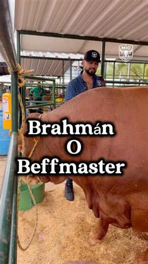 Big Master vs Brahman: Who yields more in meat and cash? #fincam10 #countryside #m10