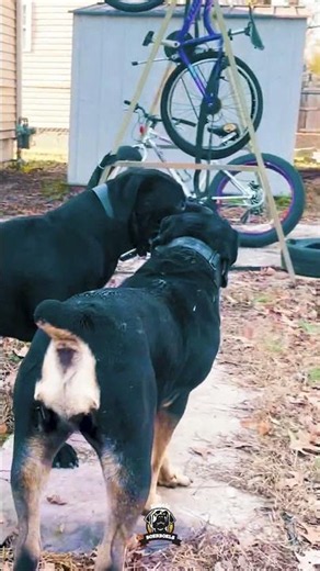 Black × Black & Tan Perfect Boerboel Combination?
