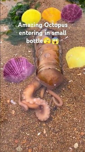 Amazing Octopus Enters a Tiny Bottle 🐙😱 | Mind-Blowing Sea Creature Flexibility