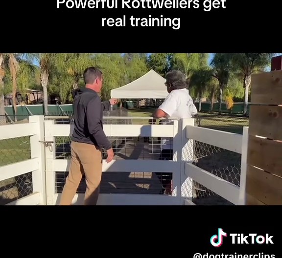 Effective Dog Training Techniques for Powerful Rottweilers