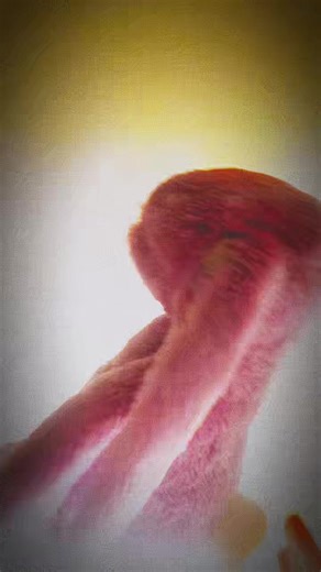 The Jellycat House🧸 (@the.jellycat.hous7)’s videos with Miss rabbit has fainted.. - KidcartoonXD