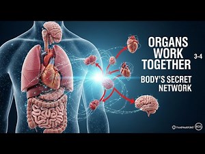 How Organs Work Together | The Human Body Explained in 3D Animation