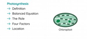 Photosynthesis | LC Biology | Studyclix Boost