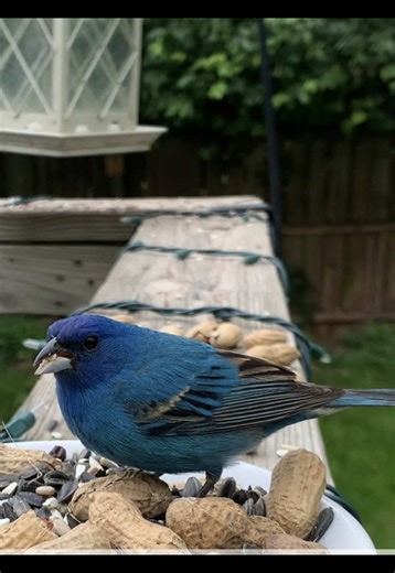 Enjoying Peaceful Birdwatching in Nature