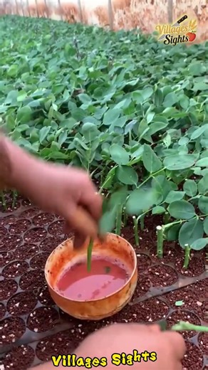 Super simple rose propagation method with a high survival rate