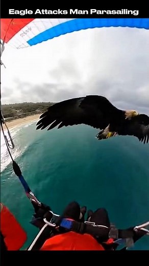 Eagle Attacks Man Parasailing