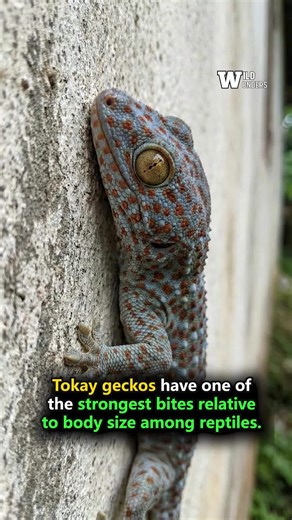 Tokay geckos deliver powerful bites for their size using strong jaws and sharp teeth to grip prey and defend territory fiercely #Wildlife #Reptiles #NatureFacts #Adaptation #Discovery | Wild Wonders