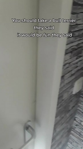 Those exploding pillows are so dangerous 🤣🤣 #bullterriergadgets #bullterrier ###dogsofttiktok