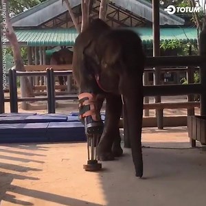 6.4K views · 78 reactions | Look how happy Mosha is with her new prosethetic leg  Friends of the Asian Elephant Foundation built the world's first elephant hospital in Thailand, over 4,500 cases of sick & injured elephants treated since 1993.  | TOTUM | Facebook