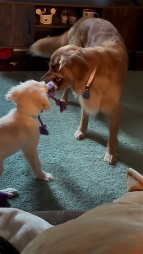 Mocha vs.Latte🐕❤️ #puppy #goldenretreiver #dog #pets #ゴールデンレトリバー #かわいい #大型犬 #cute #shorts #fyp