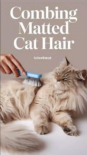 how to combing matted cat hair #cats #cat #kittens ‪@kittyrescuee6621‬