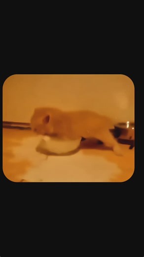 𓂉 𝗧𝗶𝗺𝘀𝗼𝗻 𓇮 on Instagram: "Num Num Num Cat #NumNumNumCat #NumNumNum #Cat Cats #Коти #Trending #HopeCore"