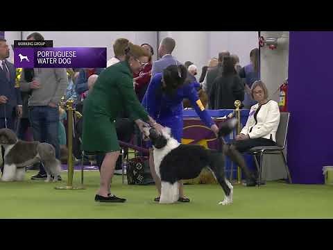 Portuguese Water Dog | Breed Judging 2025