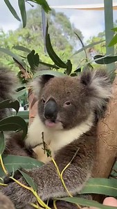 10K views · 1.1K reactions | Koalas + Eucalyptus = Happiness  | Warrawong Wildlife Sanctuary | Facebook