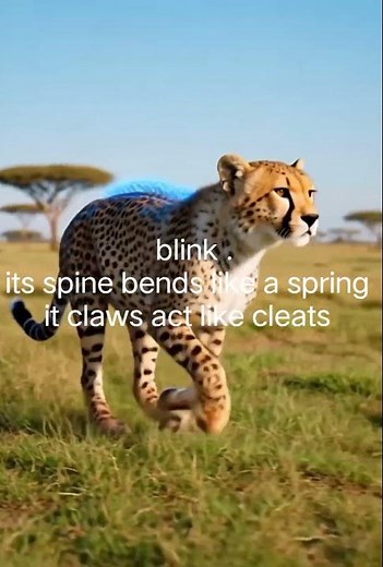 The Fastest Animal on Land ⚡ Cheetah Speed Explained | World’s Fastest Runner in Nature 🐆🌍