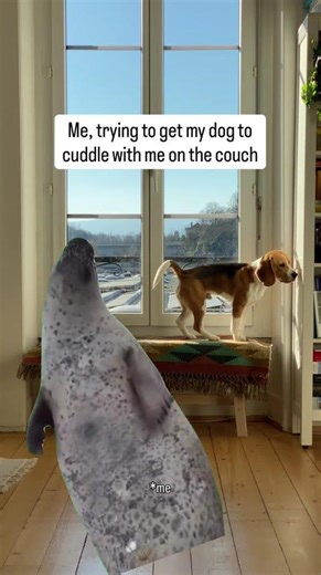 Beagle doesn’t want cuddles?! 😱 #cute #beagle #dog