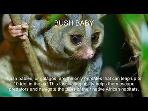 Bush baby Fact