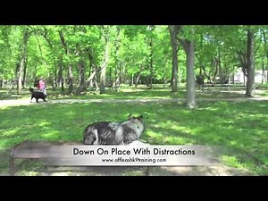 Native American Indian Dog, Tahoe's Amazing Before/After Video!