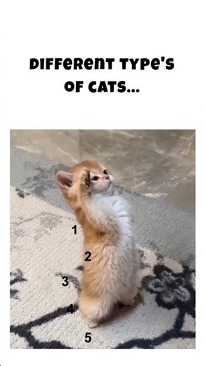 Different Types Of Cats #shorts #kitten #catshorts