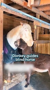 60K views · 4.5K reactions | Tiny donkey greets his huge horse friend  #donkeys #horselove #cuddlebuddies | Cuddle Buddies | Facebook