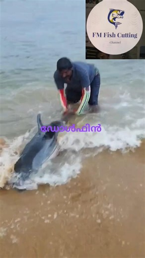 Dolphin injured